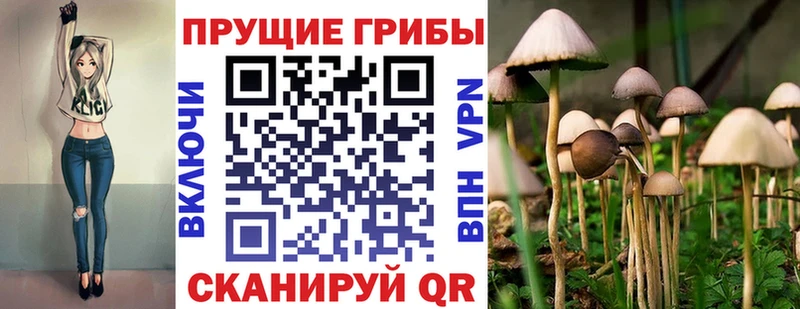Купить  Кедровый  Псилоцибиновые грибы Psilocybine cubensis 
